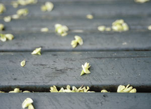 bildreich karten PK 25: blütenregen I.