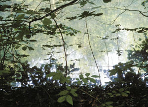 bildreich karten PK 62: waldweiherufer.