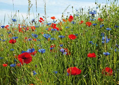 bildreich karten PK 1002: mohnrot und kornblumenblau.