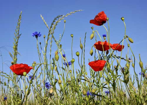 bildreich karten PK 1004: himmelwaerts.