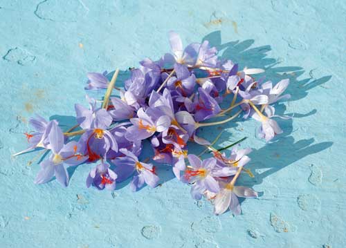 bildreich karten PK 1016: bluehendes gold.