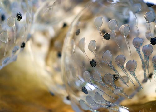 bildreich karten PK 1090: gold und glimmer.