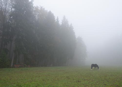 bildreich karten PK 1102: nebelweid.
