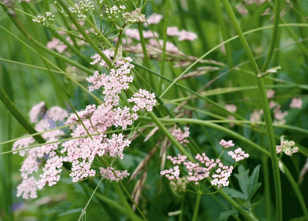 bildreich karten PK 1132: wiesengefluester II.