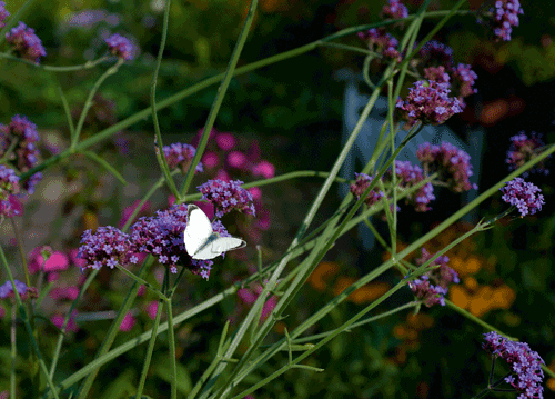 bildreich karten PK 1137: sommerabendtraum II.