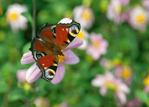 bildreich karten PK 1145: begegnung im garten I.
