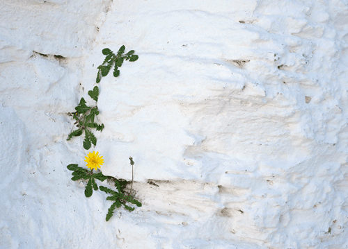 bildreich karten PK 1160: mauerbluemchen.