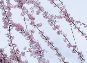 bildreich karten PK 121: blütenrausch II.