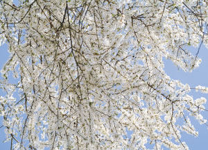 bildreich karten PK 122: blütenrausch III.