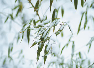 bildreich karten PK 147: bambus I.