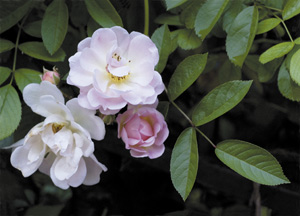 bildreich karten PK 360: werden und vergehen.