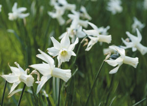 bildreich karten PK 419: narzissen.