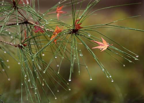 bildreich karten PK 598: kyoto II.