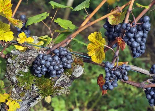 bildreich karten PK 950: dionysos freude.