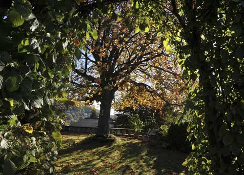 bildreich karten PK 953: herbstlaube.