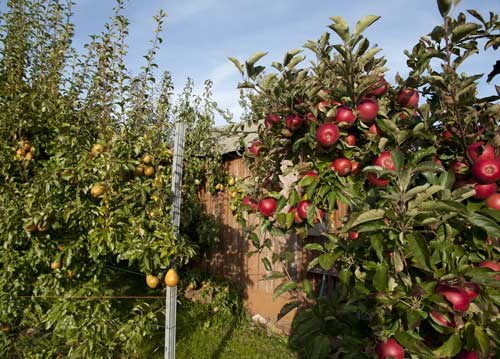 bildreich karten PK 954: pomonas reich.