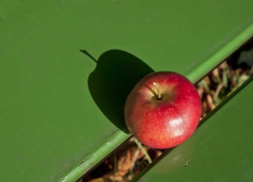 bildreich karten PK 956: pausenapfel.