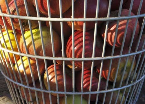 bildreich karten PK 959: erntefrisch.