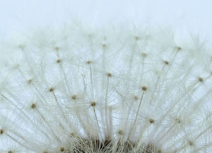 bildreich karten PK 52: löwenzahn II.