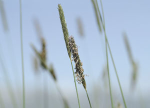 bildreich karten PK 63: gräser III.