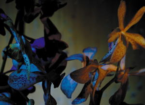 bildreich karten PK 237: elfenau V.