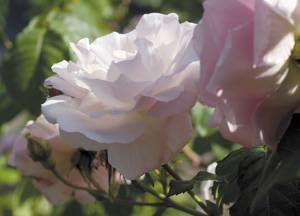 bildreich karten PK 362: rosa rubiginosa firtz nobis.