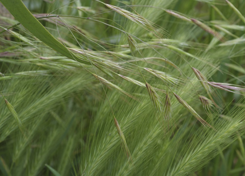 bildreich karten PK 612: aehren.