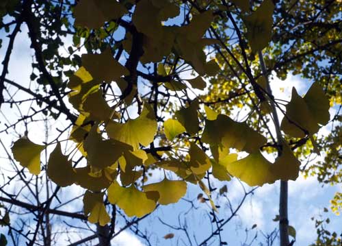 bildreich karten PK 851: ginkgo biloba.