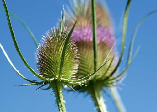 bildreich karten PK 944: dipsacus fullonum, wilde karde, cardère sauvage.